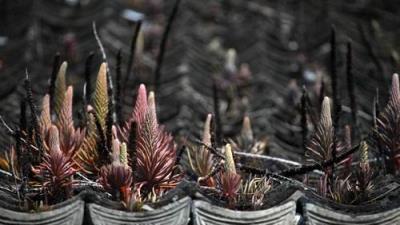 這2種野草終於被當成寶貝，繁殖能力快顏值高，養在家裡觀賞性強