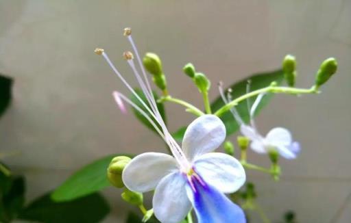 今年開始流行這15種花，好養又好看，一養就上癮