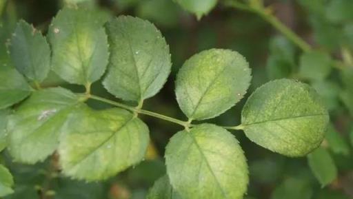 防治月季花葉子發黃，這幾個常見的原因都要了解清楚