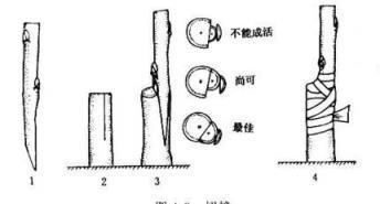 嫁接功夫很簡單，四招就學會