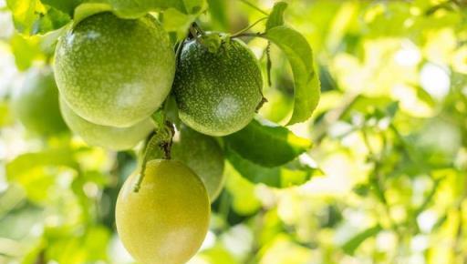 西番蓮屬於藤本植物，營養豐富、口感濃郁，種植要掌握科學方法