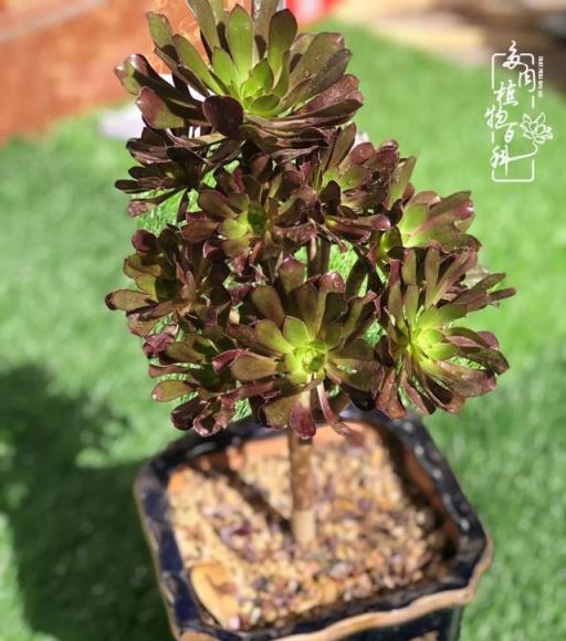 獨醉法師，多肉世界裡的華麗轉變與霸氣風采-imomo植物識別