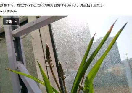 養花自制10種消毒水，不招蟲、不爛根，花草全年不生病