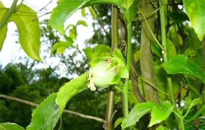 西番蓮屬於藤本植物，營養豐富、口感濃郁，種植要掌握科學方法