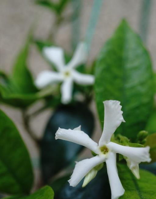 想讓風車茉莉花開滿牆，早春要做好3件事，生長快，花量大