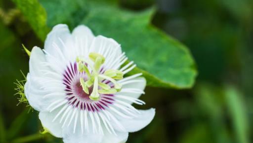 西番蓮屬於藤本植物，營養豐富、口感濃郁，種植要掌握科學方法