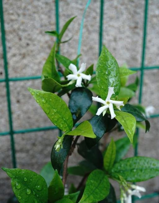 想讓風車茉莉花開滿牆，早春要做好3件事，生長快，花量大