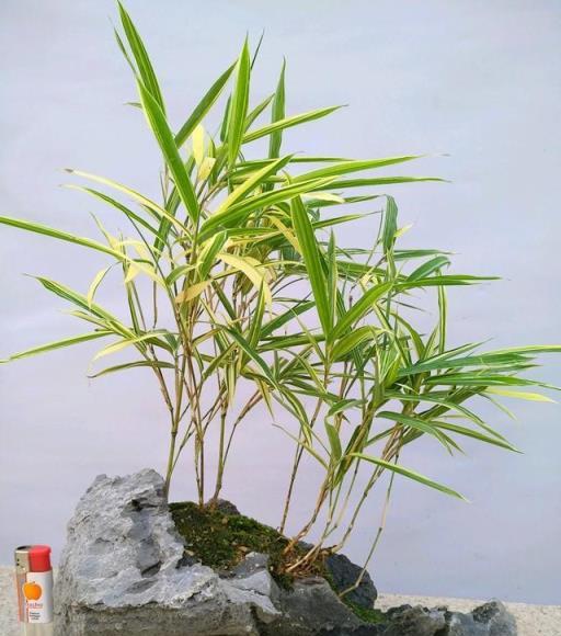 家居美學,竹盆景的藝術養護與裝飾-imomo植物識別