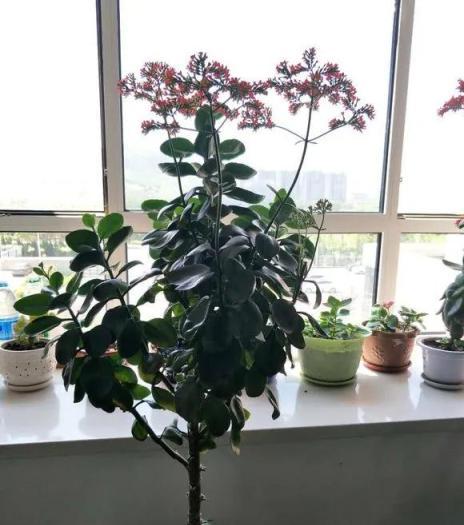 長壽花3年長成樹，花開一大片，原來是這樣養出來的