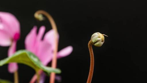 仙客來花期，1個「小動作」，種子結滿盆，1盆輕鬆變幾十盆