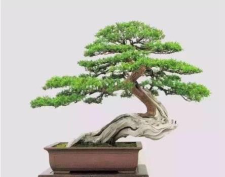 #驚豔48種盆景樹種，獨一無二的絕世之作