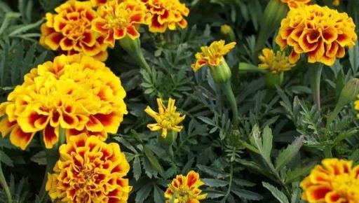 萬壽菊越黃越嬌豔、越大越吉祥，栽種1個月，伴你一夏季