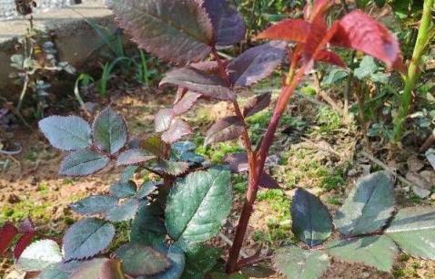 想要月季更壯、開花更多？修剪、施肥一個不能少，全套教程在這裡