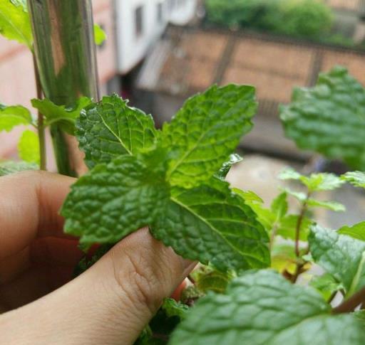 炎熱夏日，養3盆「驅蚊花」，蚊子一個都不見，清香又美麗