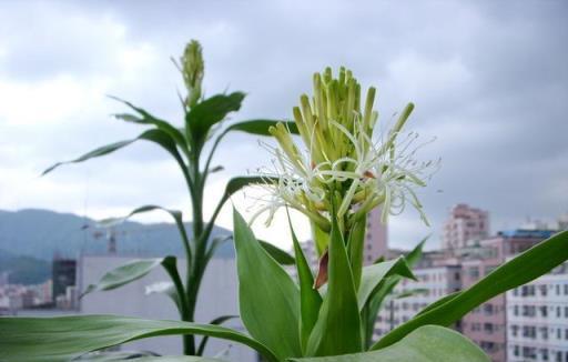 3種賤花，普通人很難養開花，養上十來年，仙花十足，福氣自然來