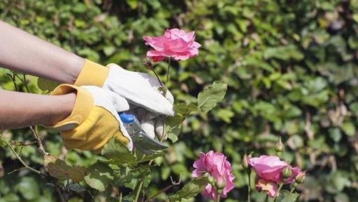 想要月季更壯、開花更多？修剪、施肥一個不能少，全套教程在這裡