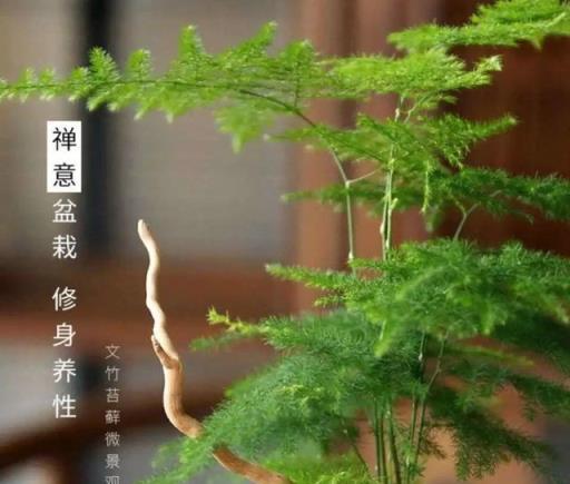 這7種花，文人墨客都喜歡，養它日子節節高升，順風又順水