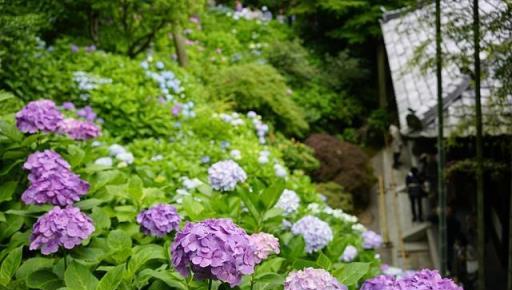 春季想種花，家中光照不足？試試種植這3種耐陰花卉