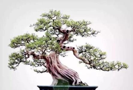 #驚豔48種盆景樹種，獨一無二的絕世之作