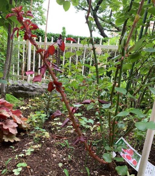 想要月季更壯、開花更多？修剪、施肥一個不能少，全套教程在這裡