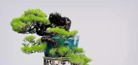 #驚豔48種盆景樹種，獨一無二的絕世之作