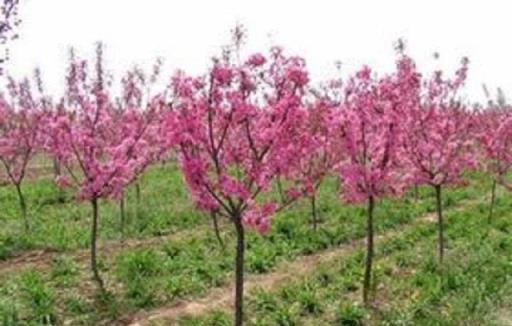 這3種樹最適合種在庭院，花開滿院香，寓意極佳顯富貴，極好養