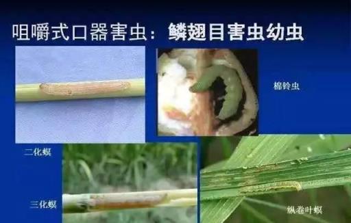 蟲害最全用藥方法，再也不用問人了