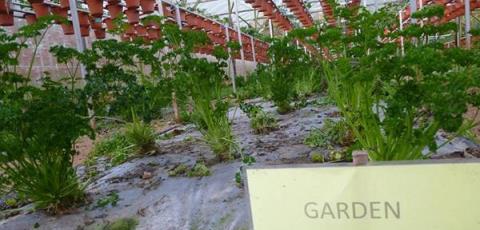 在陽臺種這6種香草植物，味道清香，蒼蠅蚊子小飛蟲子全都趕跑了