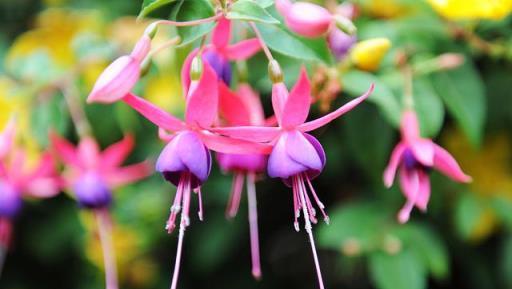 春季想種花，家中光照不足？試試種植這3種耐陰花卉