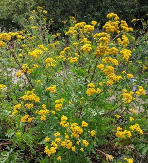 驅蠅植物養護，選擇這些易養植株讓院子遠離蒼蠅困擾