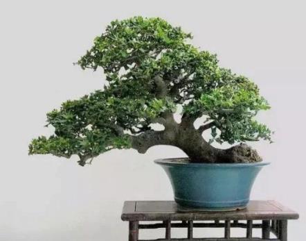 #驚豔48種盆景樹種，獨一無二的絕世之作