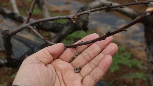 桃樹花期如何管理才能坐穩果？農民可以噴點尿素和硼肥