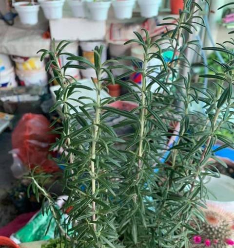 在陽臺種這6種香草植物，味道清香，蒼蠅蚊子小飛蟲子全都趕跑了