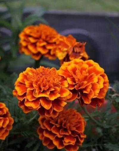 萬壽菊越黃越嬌豔、越大越吉祥，栽種1個月，伴你一夏季