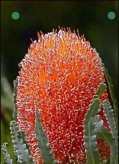 罕見仙人掌開花，一起欣賞吧！第一次見到這麼漂亮的