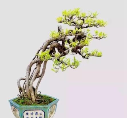 #驚豔48種盆景樹種，獨一無二的絕世之作