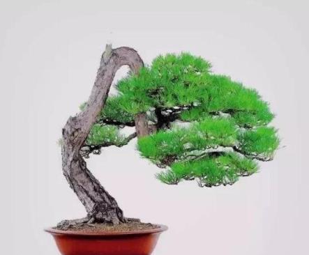 #驚豔48種盆景樹種，獨一無二的絕世之作