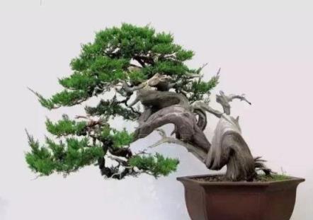#驚豔48種盆景樹種，獨一無二的絕世之作