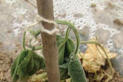 家庭養花植物「生病」怎麼辦？摸清3點，可對症下藥輕鬆治癒