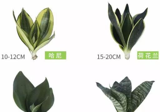 15種超級好養的花，不死鳥居然不是第一，「養花殺手」們試一試吧