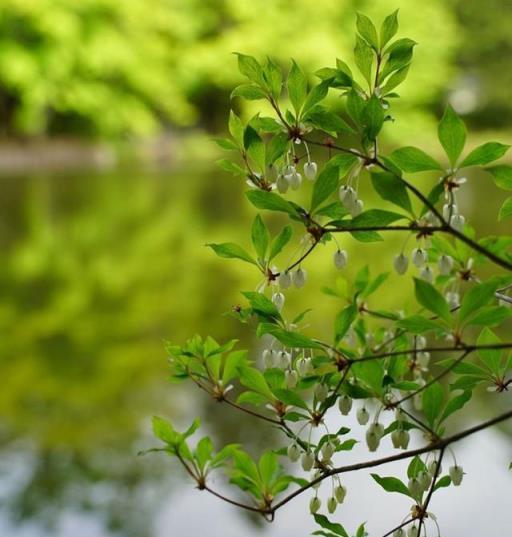 馬醉木、吊鐘，插水裡就能活一個月的當紅懶人植物，瞭解一下