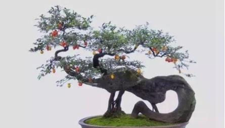 #驚豔48種盆景樹種，獨一無二的絕世之作
