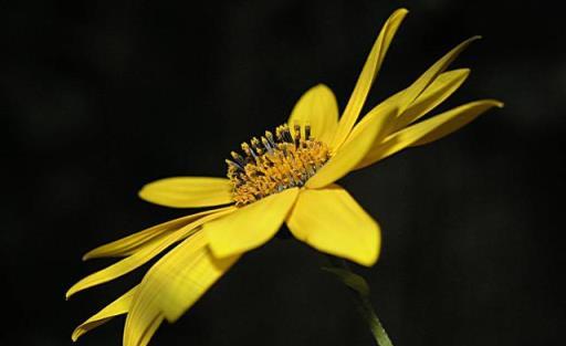 養護「非洲菊」，學會幾點，非洲菊的花朵碩大花色豔麗