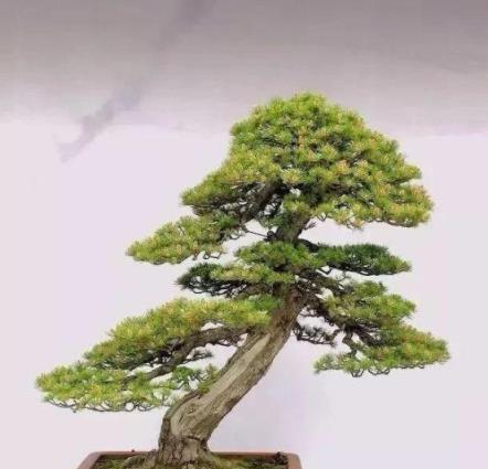 #驚豔48種盆景樹種，獨一無二的絕世之作