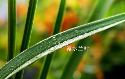 春天養蘭花能不能淋雨？學會三招，怎麼淋都不會腐蘭苗