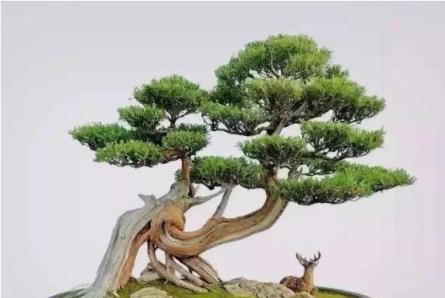 #驚豔48種盆景樹種，獨一無二的絕世之作
