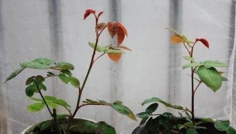 想要月季更壯、開花更多？修剪、施肥一個不能少，全套教程在這裡