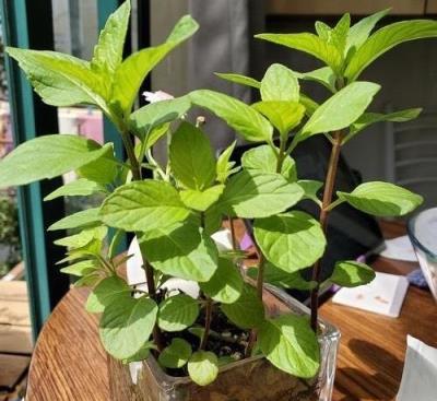 炎熱夏日，養3盆「驅蚊花」，蚊子一個都不見，清香又美麗