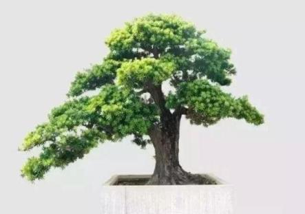 #驚豔48種盆景樹種，獨一無二的絕世之作