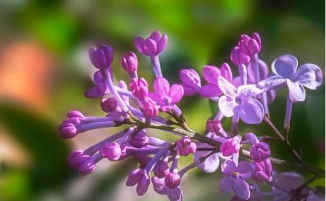 紫丁香花芬芳襲人，清香入室不滅光榮